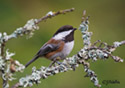 Parus rufescens